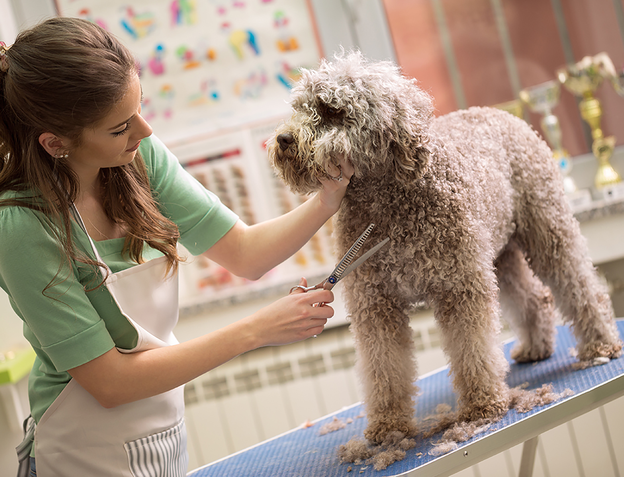 pet grooming with scissors