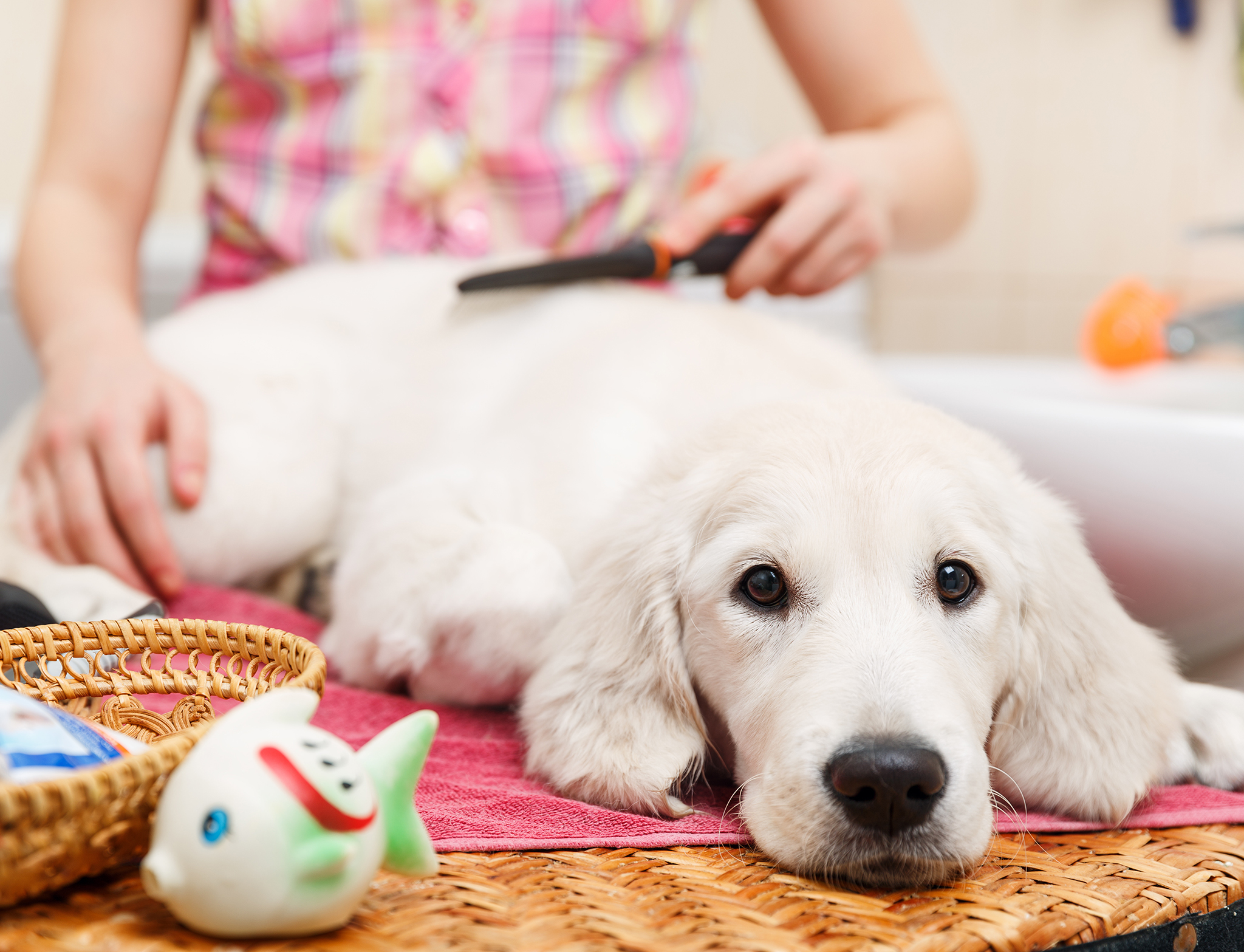 Girl grooming of his dog at home